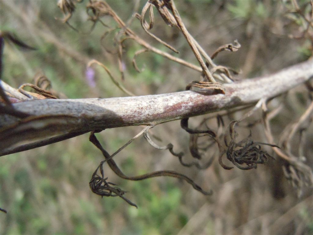 Linaria purpurea / Linajola purpurea